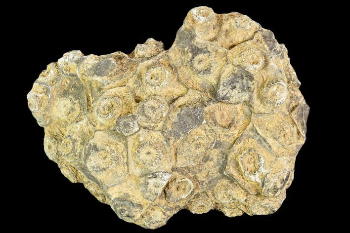 Fossil Coral (Actinocyathus) Head - Morocco #105710